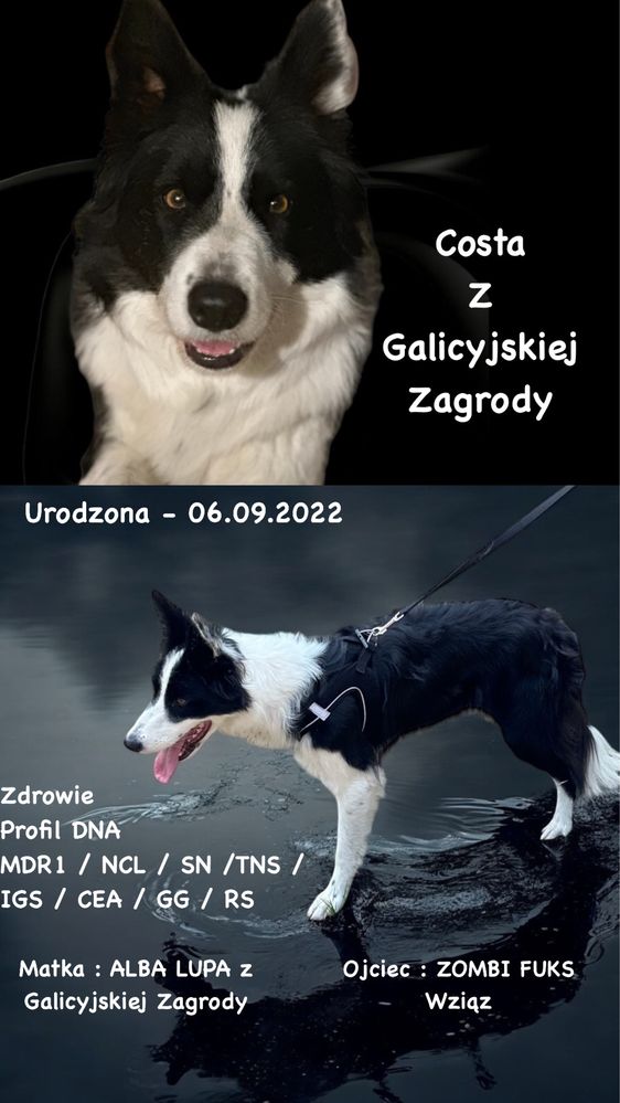 Szczenię piesek Border Collie