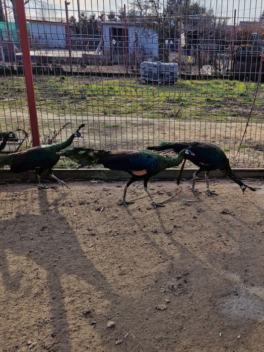 Sprzedam pawie zielone imperatory