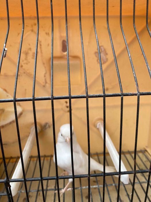 canarios brancos para venda