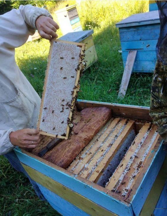 Карніка Леклер F1 бджоломатки від Andreas Le Claire(розплідник) бджоли