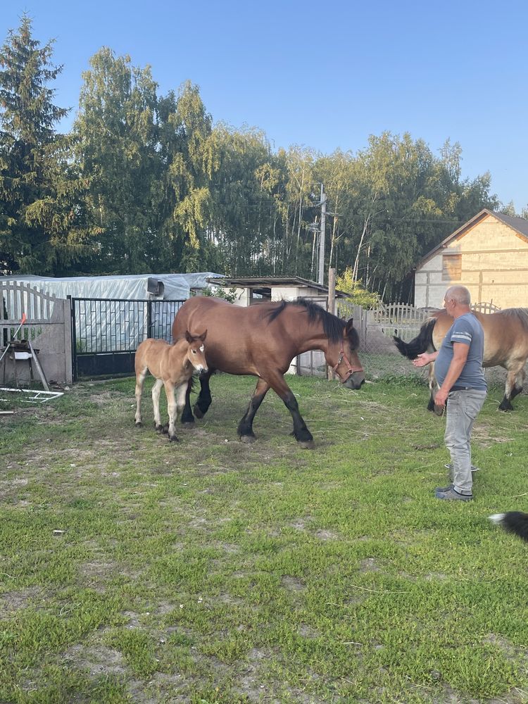Klacz zimnokrwista z ogierkiem źrebak