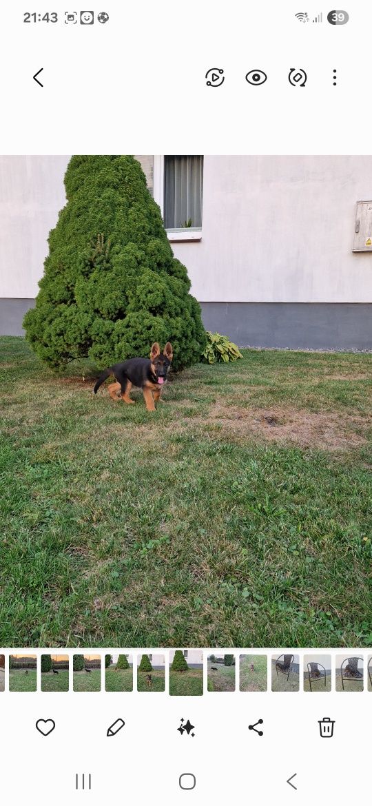 Owczarek Niemiecki Krótkowłosy