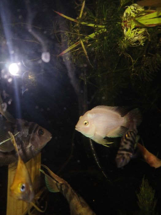 Peixes Papagaio anão