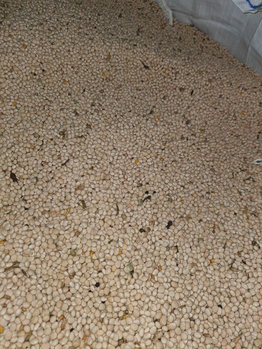 Łubin wąskolistny sprzedam