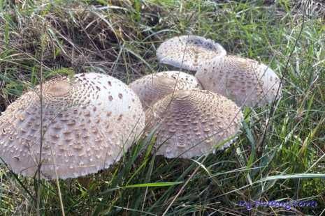 Świeże grzyby sowy kanie 2025 codziennie