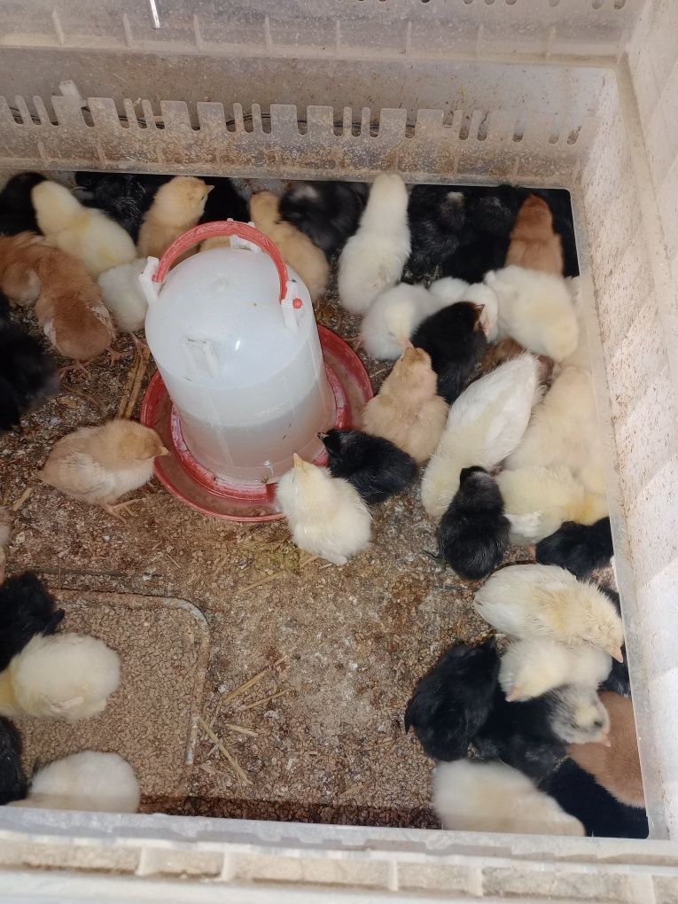 Pisklęta kur niosek gęsi  kaczki Perliczki i kury sprzedam