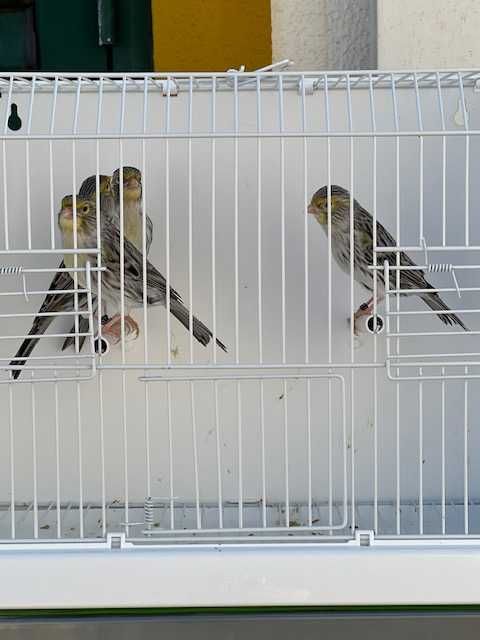 canários - varias raças de canários