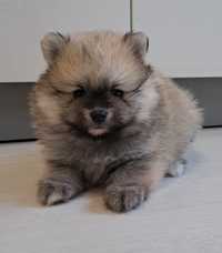 Szpic miniaturowy Pomeranian