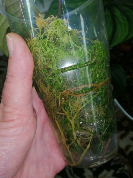 Набор филодендрон. Филодендрон пловмани, ред емеральд вар, сплендид.