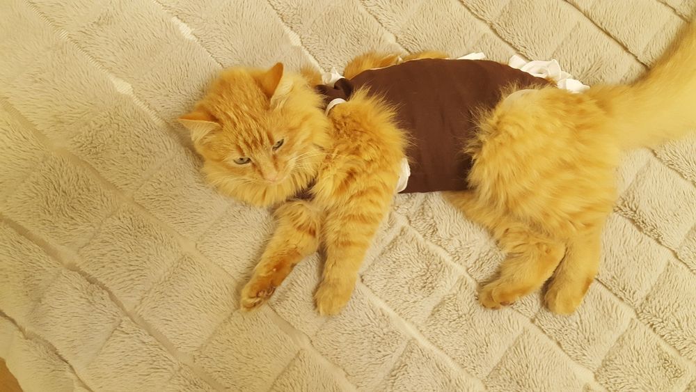 Попона післяопераційна/Бандаж для котів та собак/бандаж для тварин