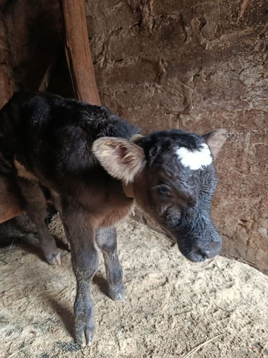 Продам.    бычка