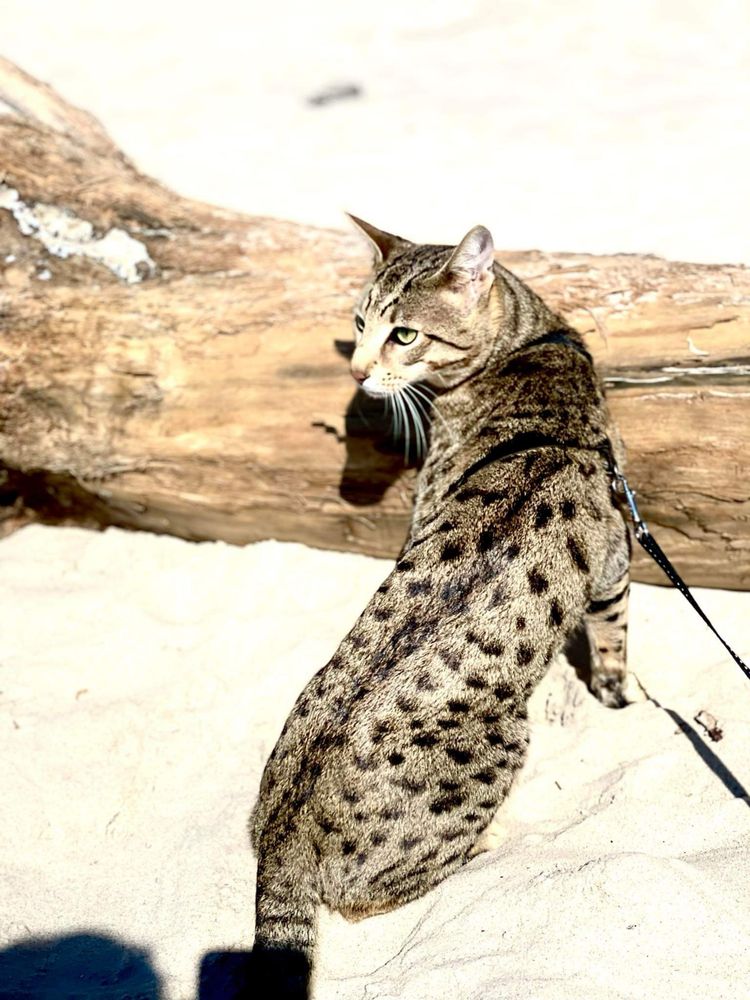 Kot Savannah F5- hybryda- najrzadszy marmurkowy-