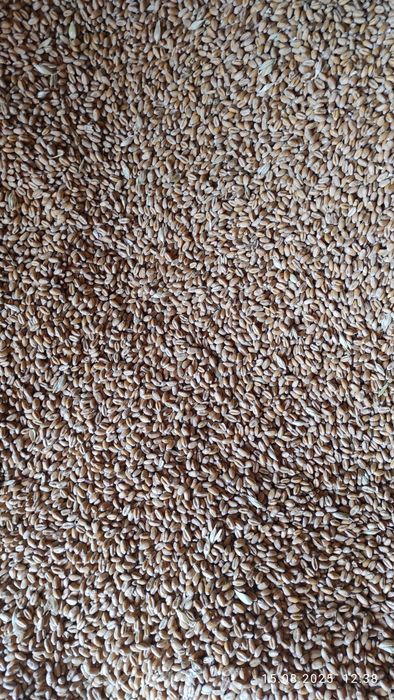 Пшениця озима врожаю 2025 року