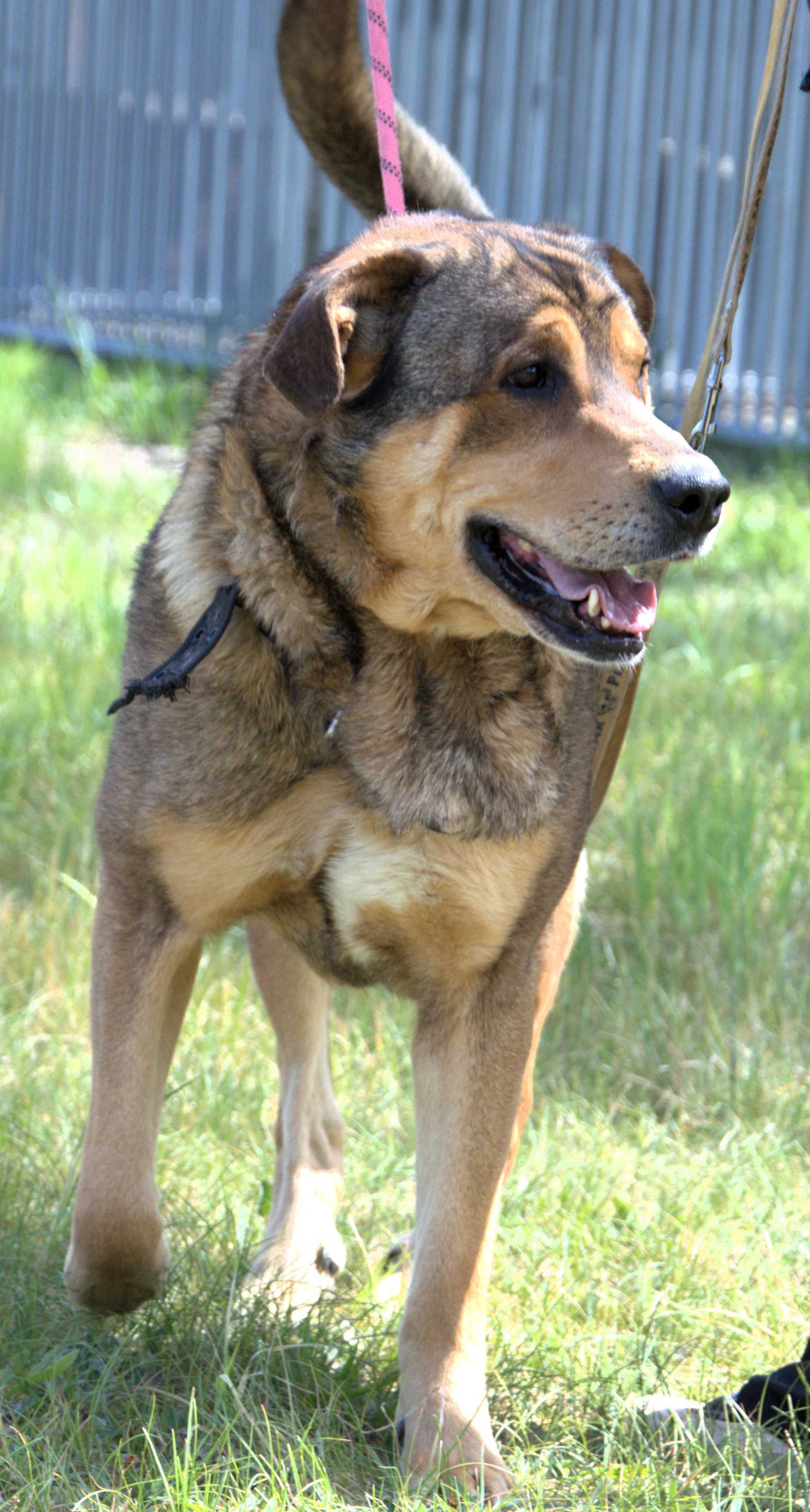Paco - pies do adopcji!