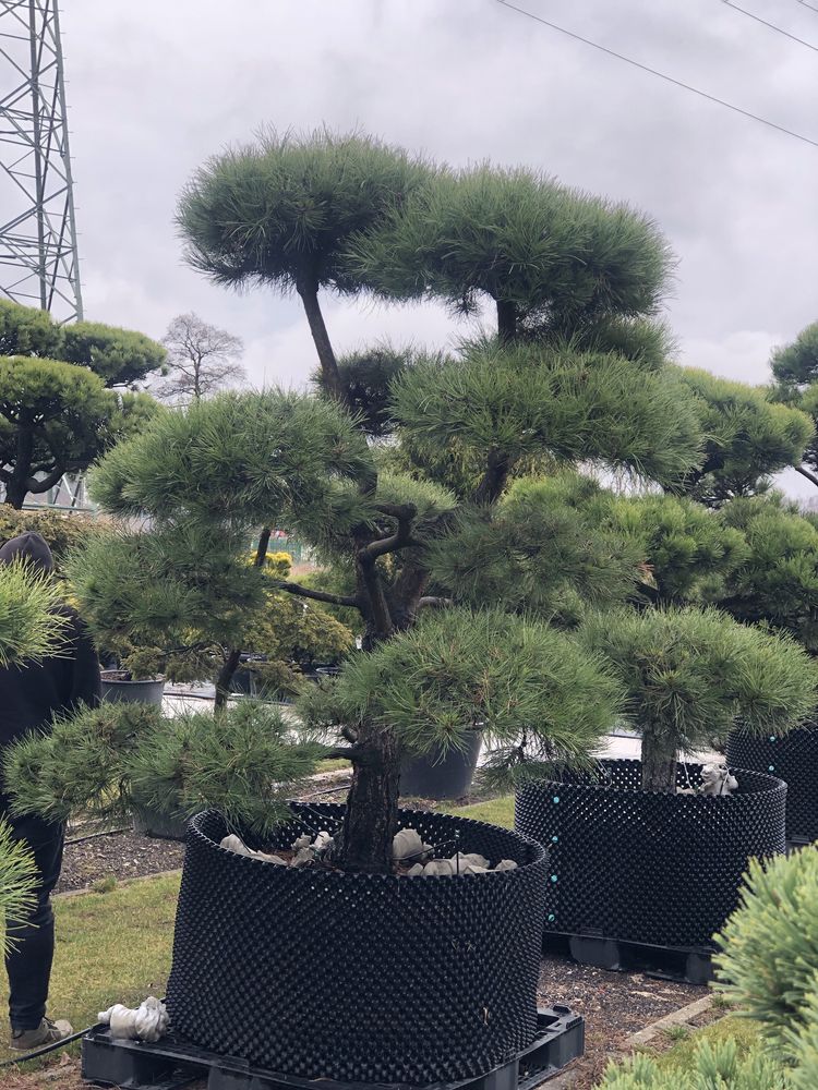 Bonsai Niwaki sosna jałowiec cis BONSAI PARK