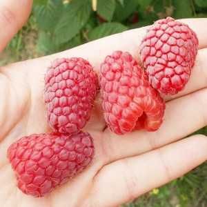 Sadzonki malin wczesne ,póżnne Sugana inne Wysyłka