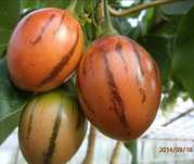 Tamarillo-Pomidor drzewiasty wieloletni  roślina w doniczce 40 cm