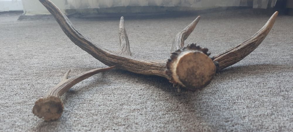 Продам рога оленя в отличном состоянии.