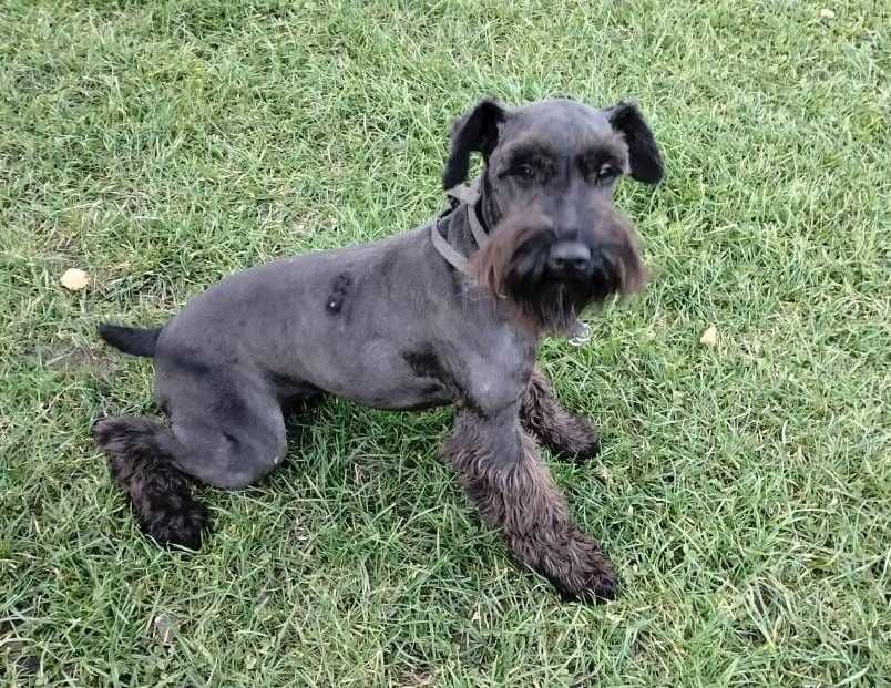 Sznaucer Miniaturowy Suka