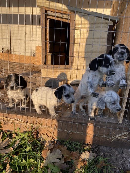 Продам цуценят руского спанієля