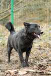 Brus - psiak po przejściach do adopcji