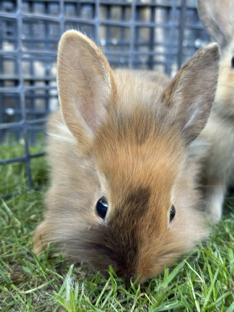 Kroliczki piekne umaszczenie karzeł niderlandzki