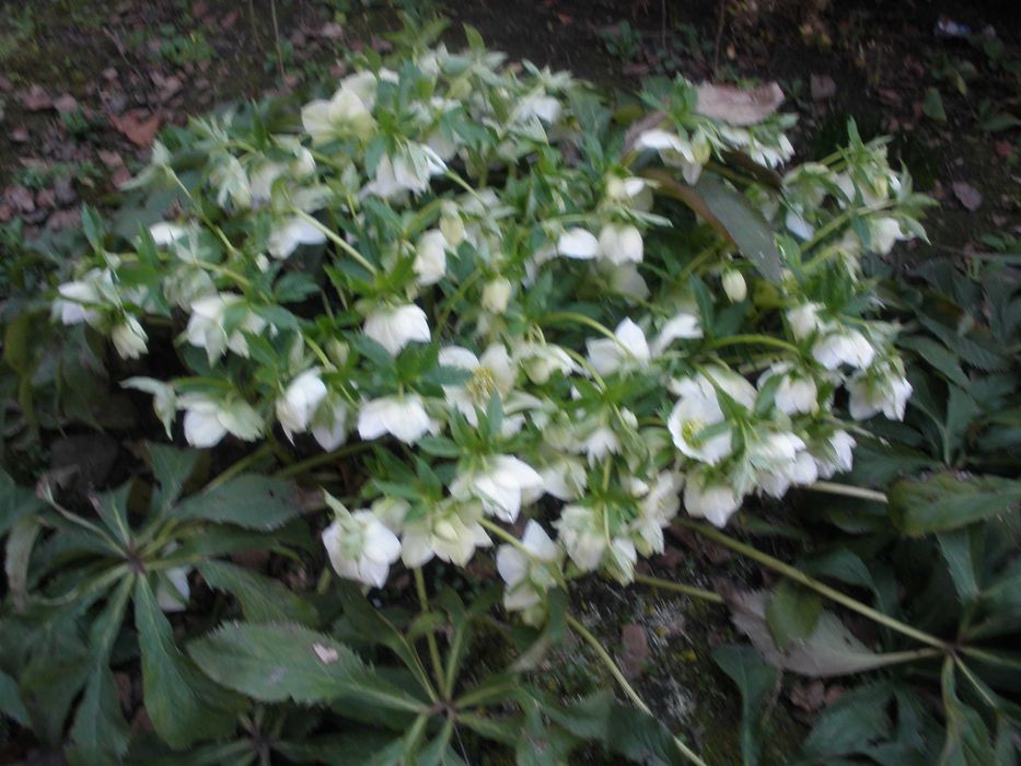 саженцы цветка-морозник