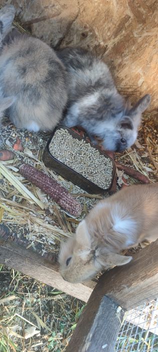 Króliki miniaturki samiczki