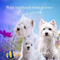 West highland white terrier piesek