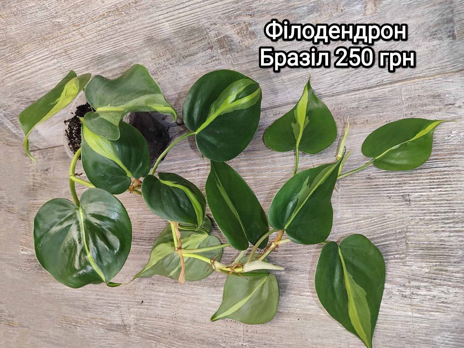 Філодендрон: скаденс,  бразіл, лайм Philodendron scadens