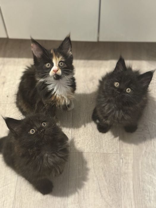 Пропоную чудових котят породи Мейн-кун.Питомник з хорошим родословним.