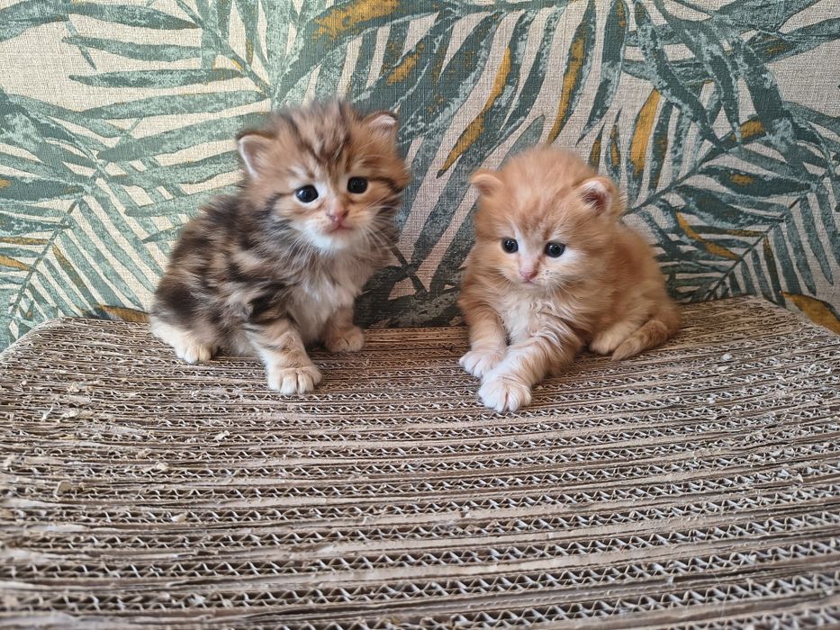 Kot syberyjski kotki międzynarodowy rodowód FPL