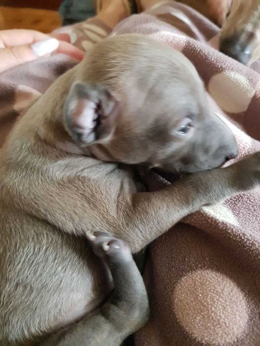 .Левретка. Элитные щенки левретки.