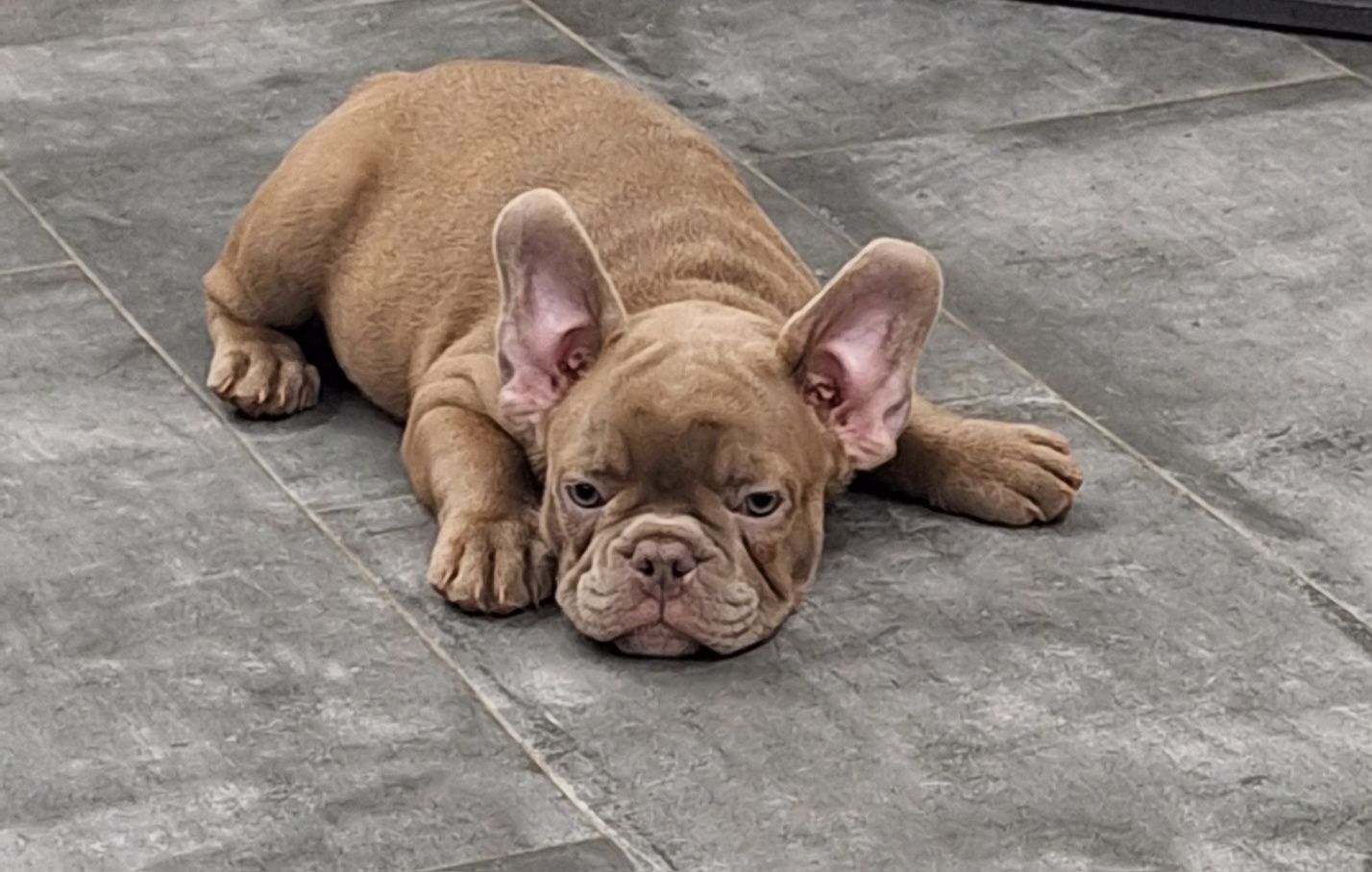 Bulldog Francês Isabella