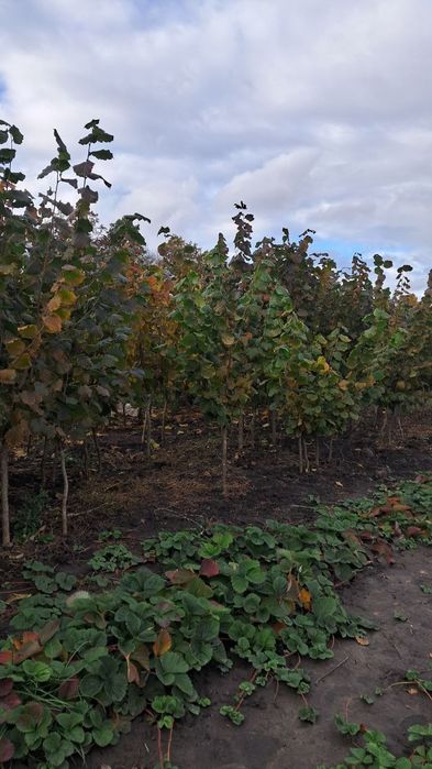 Продам саджанці фундука на ведмежому горісі.