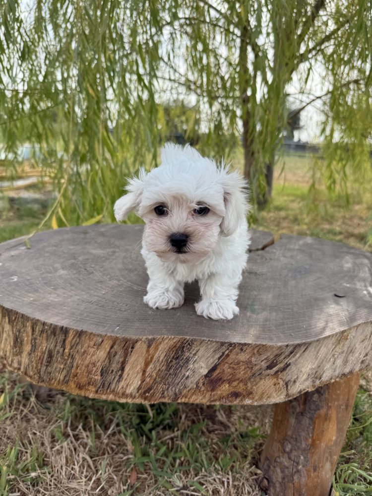 Bichon Maltês fofinho