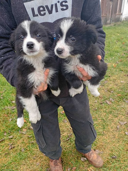 Border Collie śliczny szczeniaczek