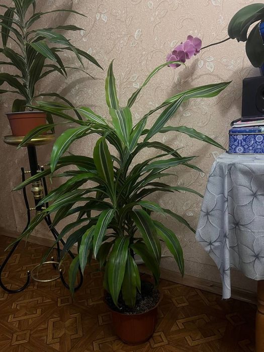 Продаю Діффенбахію 115см та Дроцену 110 см