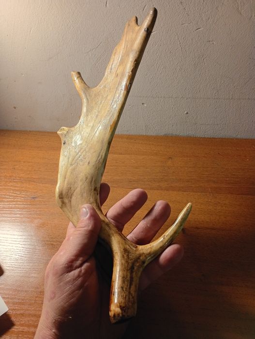 Róg jelenia 33 cm – naturalny zrzut, twardy i suchy (82)