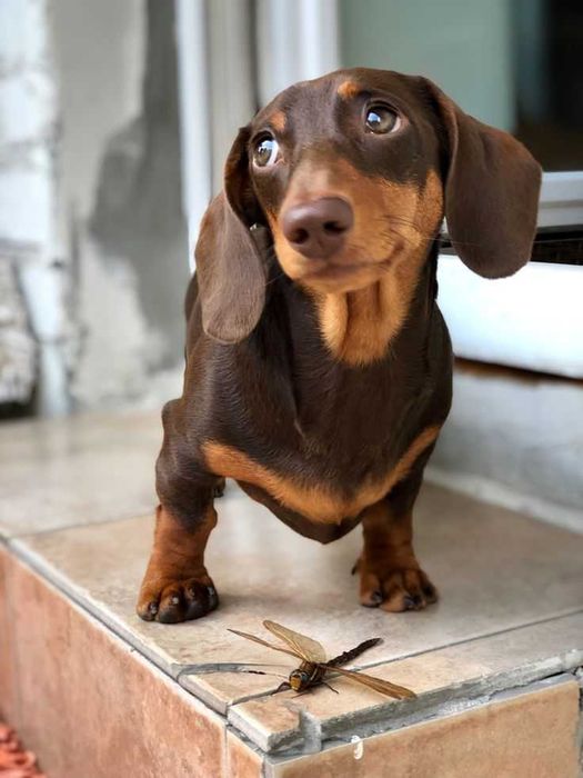 Такса . Вязка. Мальчик