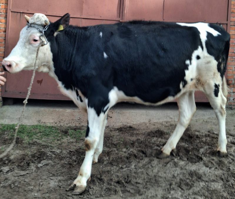 Jałówka cielna, bydło