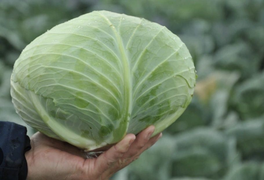 Капуста опт и розница