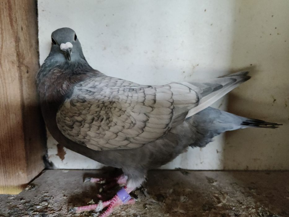 Gołębie pocztowe Adama Braszko