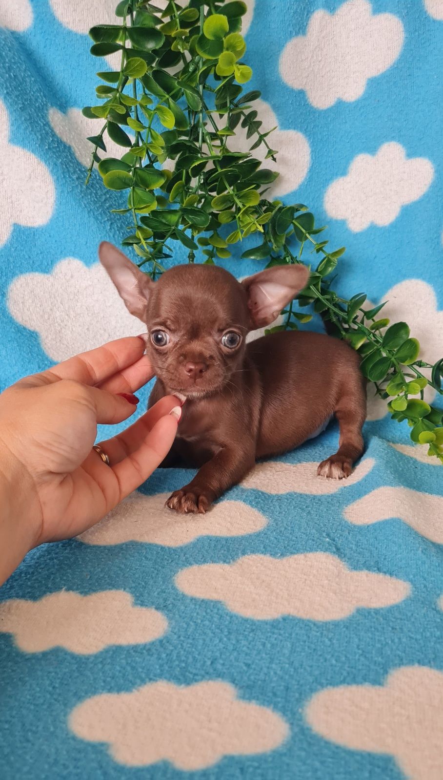 Bonequinha mini chocolate Chihuahua/Chiuaua. LinhagemRussa
