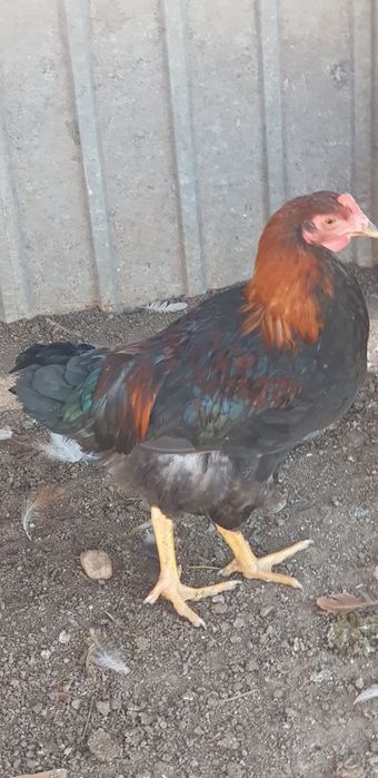 Galos de qualidade