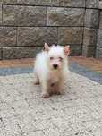 West Highland White Terrier- piesek