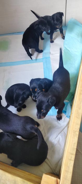 Szczeniaki szukają dobrego i kochającego domu