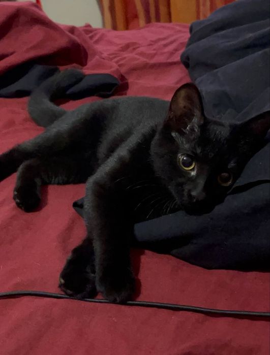 Кішечка в добрі руки