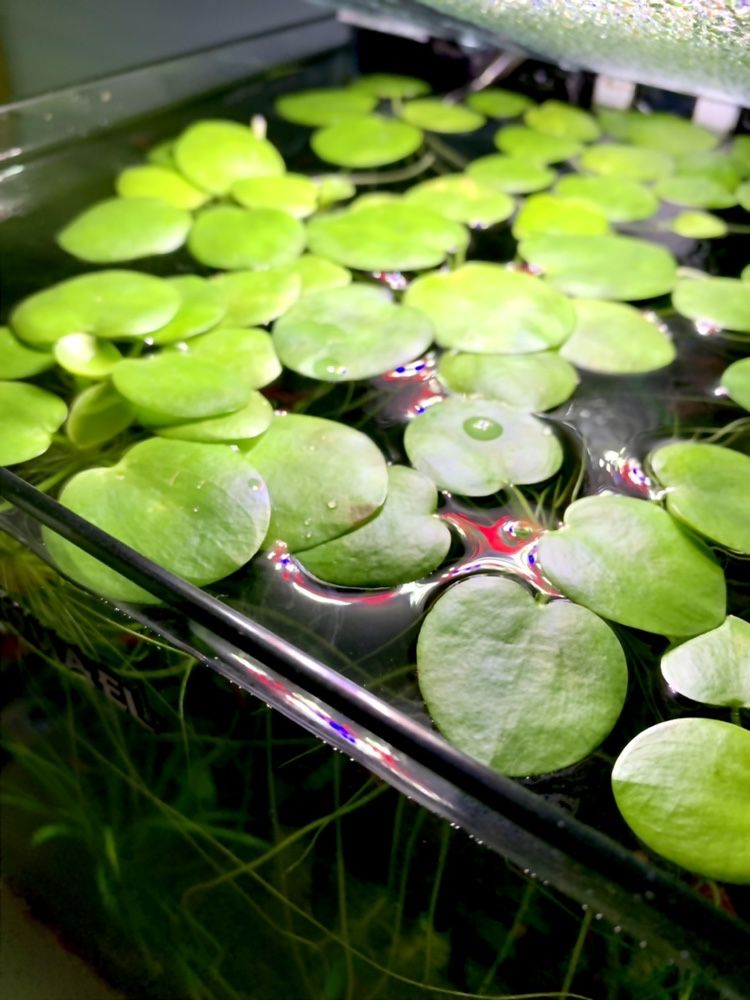 Limnobium / Pistia rośliny akwariowe 10 sztuk