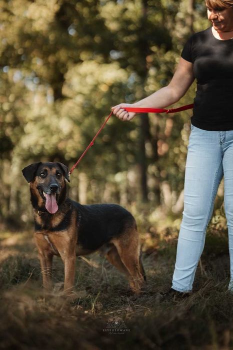 Szefuńcio - pies o myśliwskim sercu ADOPCJA